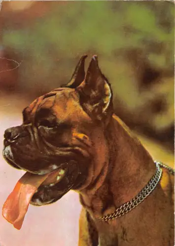 B36794 Tiere Animaux Chien Hund ungarn