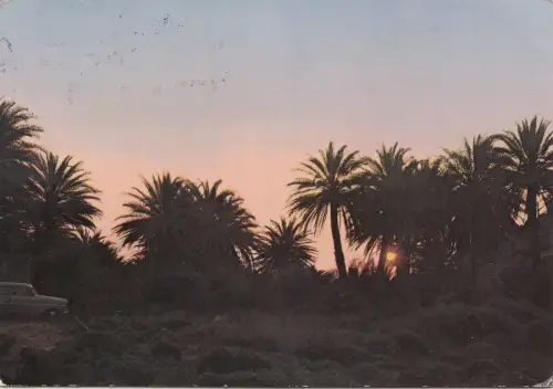 BF30385 sitia creta the sunrise at the palms wood greece front/back image