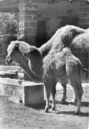 B36777 Tiere Animaux Lama Lama Germany