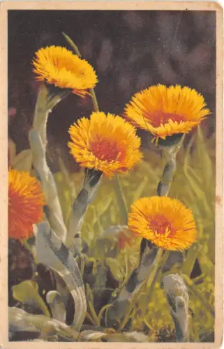 B39130 Fleurs Flower Germany