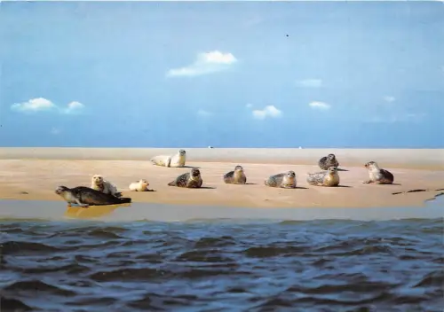 BG9840 Seal insel sylt seehundbank im wattenmeer germany