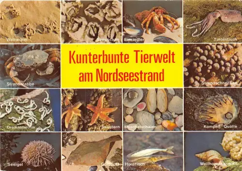 B36762 Tiere Animaux Kunterbunte Tierwelt am Nordseestrand germany