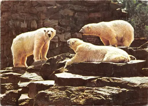 B36757 Tiere Animaux Unser Eisbär germany