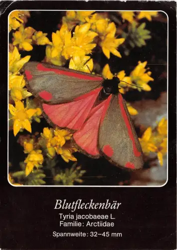 B36756 Tiere Animaux Schmetterling Papillon germany