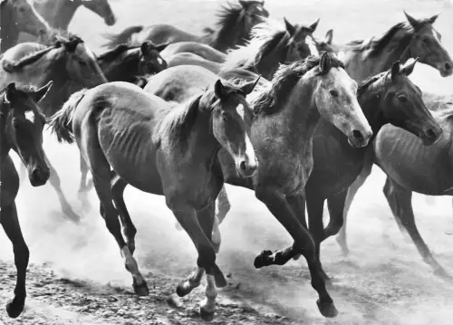 B36769 Tiere Animaux Pferd Chevaux germany