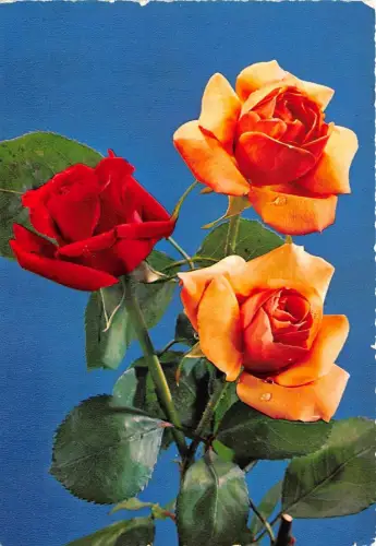 B52053 Fleurs Blumen Rosen