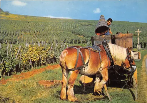 BR23015 Vendages ane donkey france