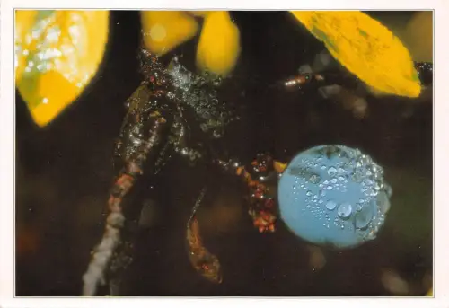 B30806 Blumen Kek a kokeny ungarn