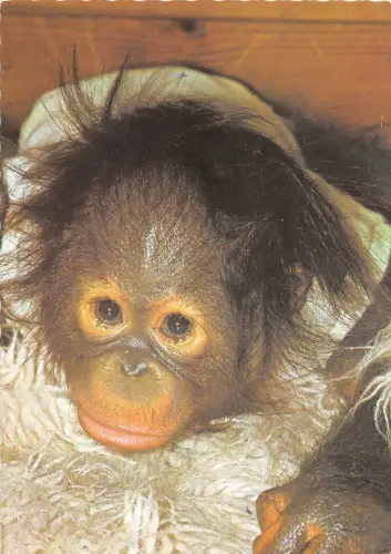 B65998 Tiere Animaux Junger Orang Outang Orang-Outan