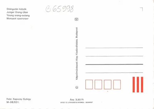 B65998 Tiere Animaux Junger Orang Outang Orang-Outan