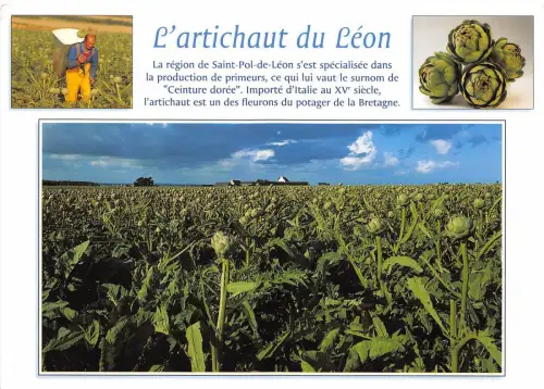 B51125 L'artichaut du Leon primeurs Ceinture doree multiviews france