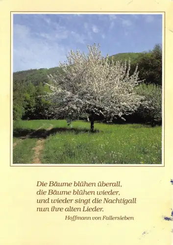 B53977 Landschaft Baumlaube Die Baume Bluhen uberall