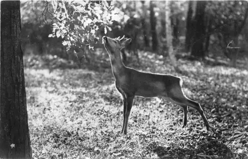 B40080 Animaux Tiere Lieber Cerf