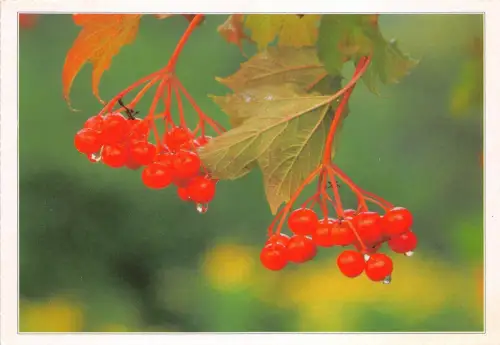 B75139 csodabogyo Blumen fleur