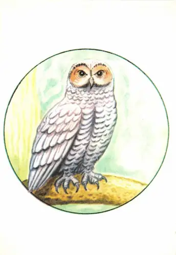 B0216 Tiere Eule Strix Occidentalis Front/Back Scan