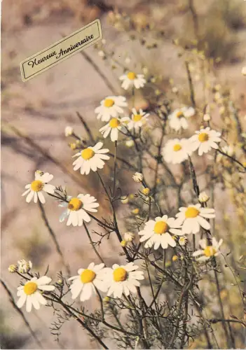 B52129 Blumen Fleurs de Montagne