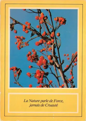 B52073 Fleurs Flowers