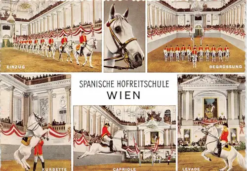 BF39262 wien austria spanische hofhequestre Reitpferd cheval animal animaux