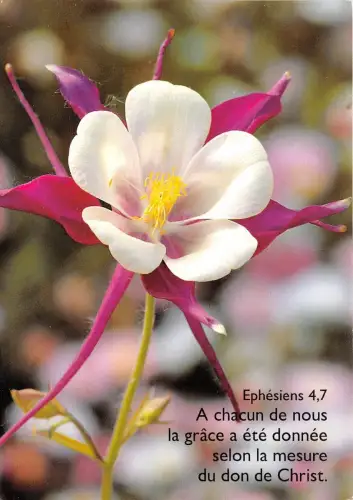 B52038 fleurs flowers fatzer cedis