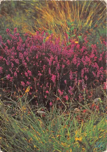 B52022 fleurs Flowers La Lande Bruyeres