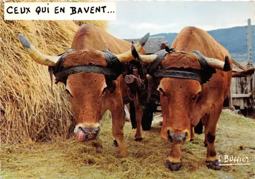 B70324 Tiere Animaux Taureaux Stier