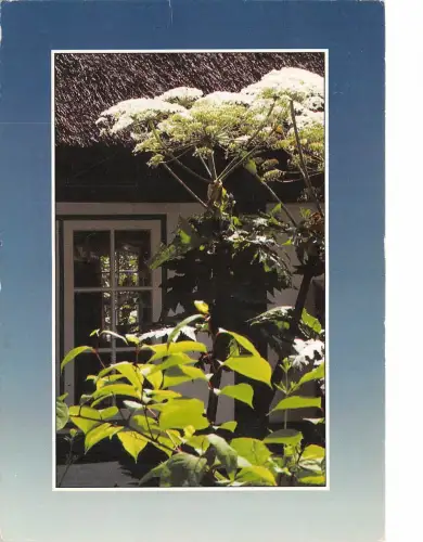 B54003 Pflanzen Arbress Tree