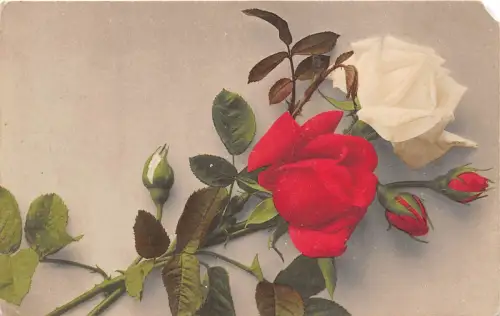 B37611 Fleurs Flowers