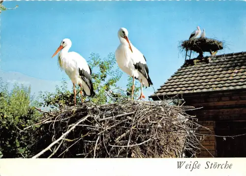 B43872 Zigarrenstorch weisse Storcheused Tiere