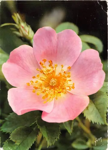 B52082 Fleurs Flowers englantine