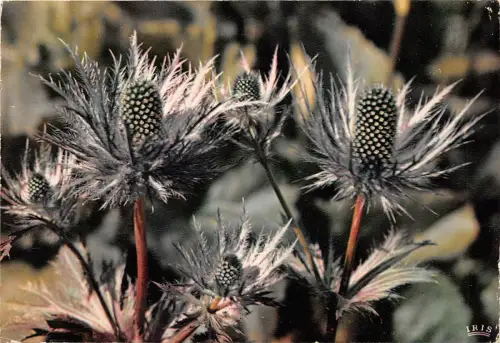 B52065 fleurs de montagne Gebirgsblumen