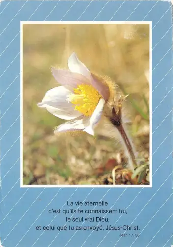 B52149 Blumen fleurs