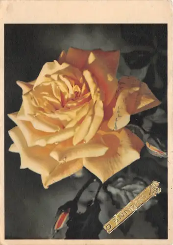 B52068 Fleurs Blumen Rosen