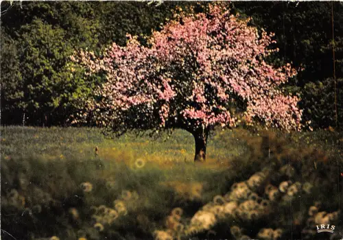 BR13198 Image du pintemps arbres tree france