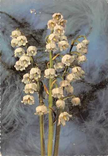 B52083 Fleurs Flowers