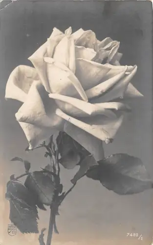 B2117 Fleurs Blumen Rosen PPC gebraucht 1922 Front/Back Scan