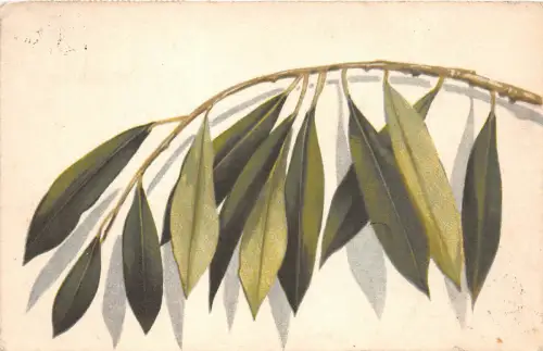 B2132 Fleurs Blumen Blätter PPC gebraucht 1920 Front/Back Scan