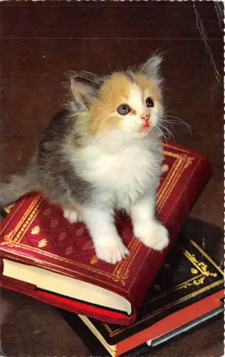 B43868 Chat Katze Tiere