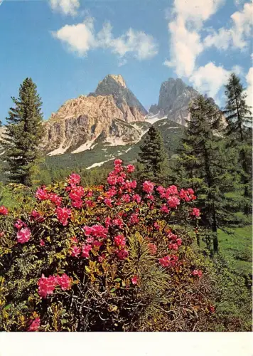 B34753 Alpenrosen Rhododendronblume Österreich