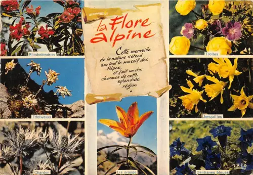 B31636 Blumen Fleurs La Flore Alpine Multi Vues Schweiz