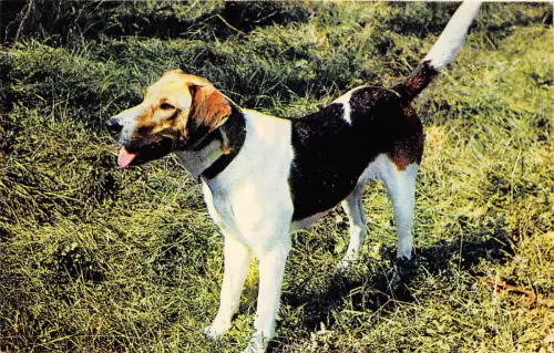 B15978 Tiere Animaux Hund Chien