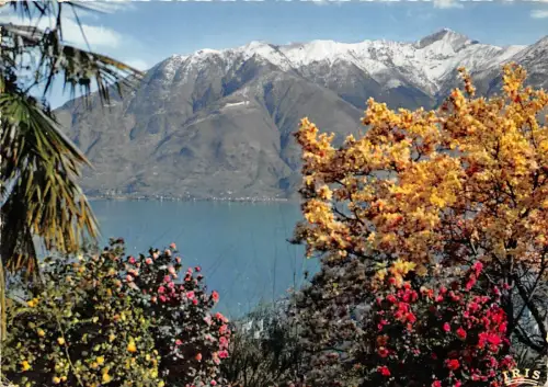 B31721 Locarno Lago Maggiore Camelie e Magnolie in Fiore Schweiz