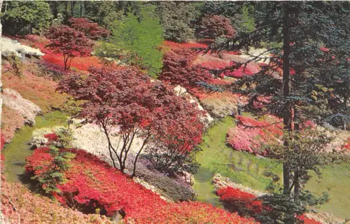 B31208 The Valley Gardens windsor Great Park l uk