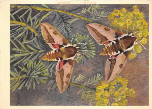 B27568 Papilons Spurge Hawk Schweiz