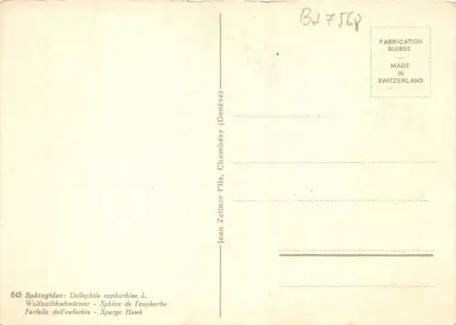 B27568 Papilons Spurge Hawk Schweiz