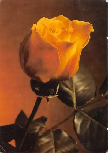 B3321 Fleurs Srdecne blahozelania Roses 1980 Front/Back Scan