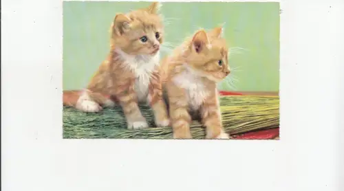 B80545 Süße Jungtiere Katze Vorder-/Rückbild