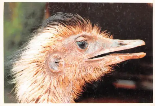 B9002 Tiere Animaux Paraguay testa de Avestruz
