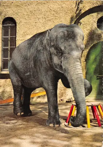 B15987 Tiere Animaux Elefanten