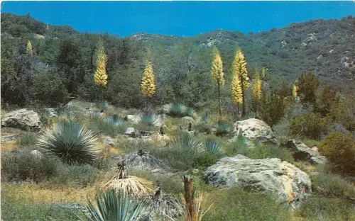 B75723 Native Yucca in Bloom USA