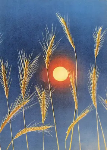 BR57217 Russian Outdoor Season Garb August Flugzeug Flugzeug Aeroflot Russland 3